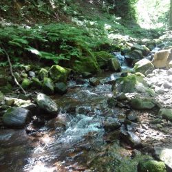 先週リリースした尺イワナが釣れた